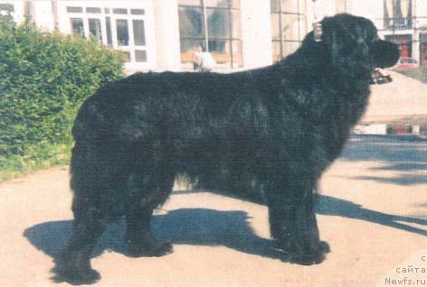 Фото: ньюфаундленд Archil (Арчил)