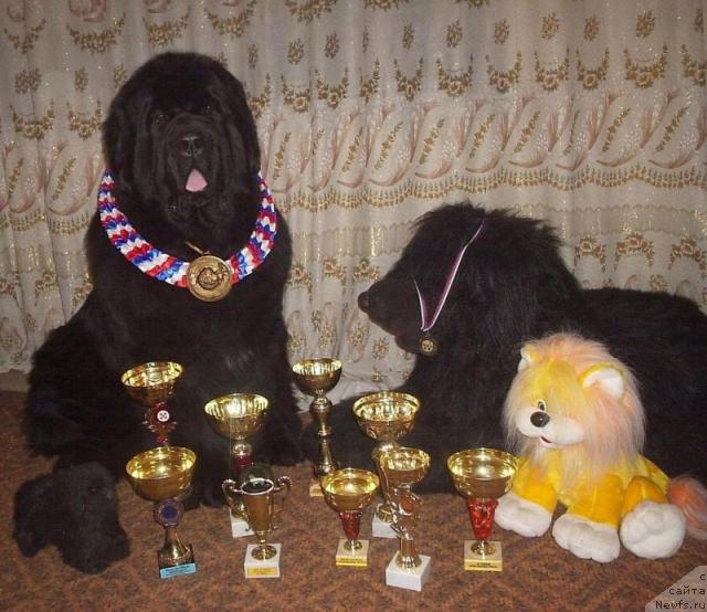 Фото: Nataliya Nepomnyaschaya (Наталия Непомнящая), ньюфаундленд Shon O'Konnori Agent 007 (Шон О'Коннори Агент 007)