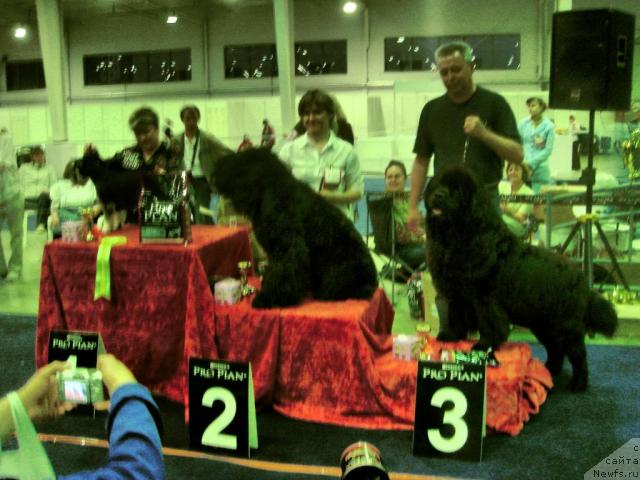 Фото: ньюфаундленд Vein Vest