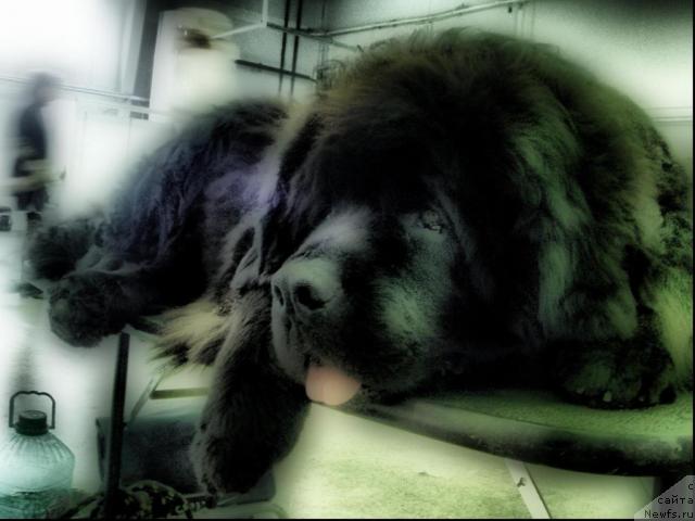 Фото: ньюфаундленд Vein Vest