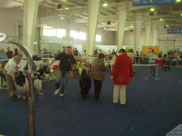 Фото: ньюфаундленд Plushevaya Panda Diland (Плюшевая Панда Диланд), ньюфаундленд Vein Vest