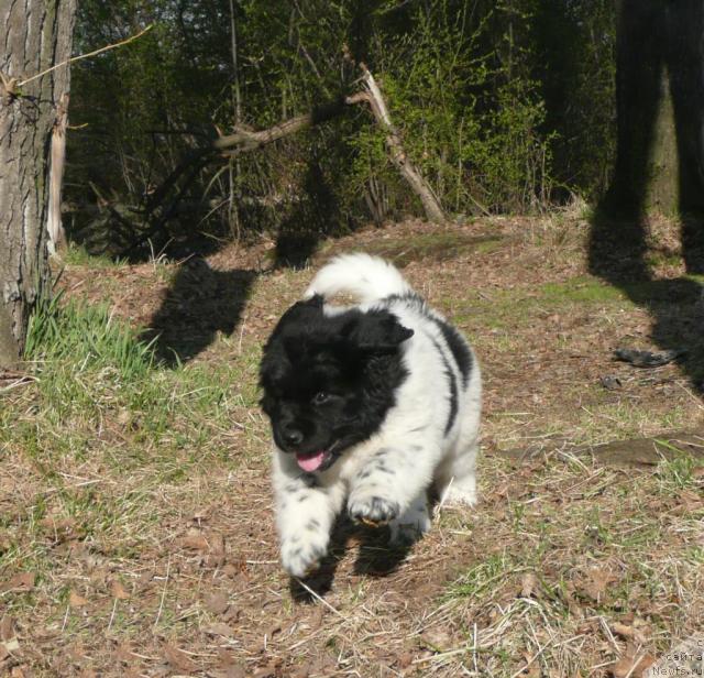 Фото: ньюфаундленд Kiper Soul Elizaveta (Кипер Соул Елизавета)