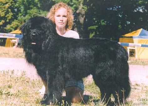 Фото: ньюфаундленд Marius (Мариус)