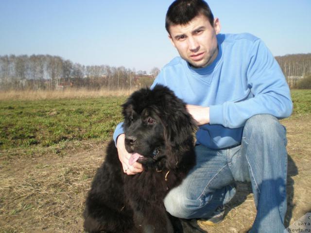 Фото: ньюфаундленд Graciya Nochi (Грация Ночи)