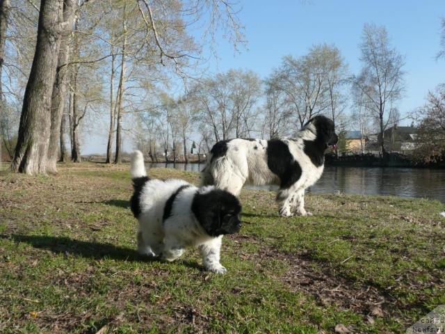 Фото: ньюфаундленд Plyushevaya Panda La Bella (Плюшевая Панда Ла Белла), и, ньюфаундленд Kiper Soul Elizaveta (Кипер Соул Елизавета)