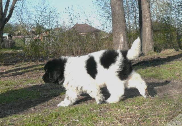 Фото: ньюфаундленд Kiper Soul Elizaveta (Кипер Соул Елизавета)