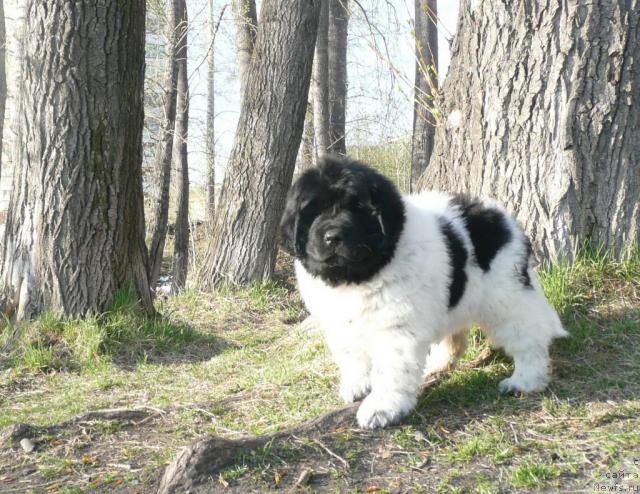 Фото: ньюфаундленд Kiper Soul Elizaveta (Кипер Соул Елизавета)