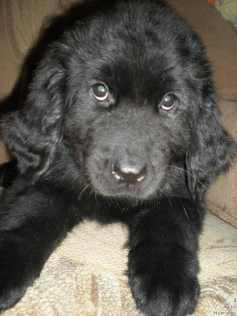 Фото: ньюфаундленд Byestdog Byetti (Бэстдог Бэтти)