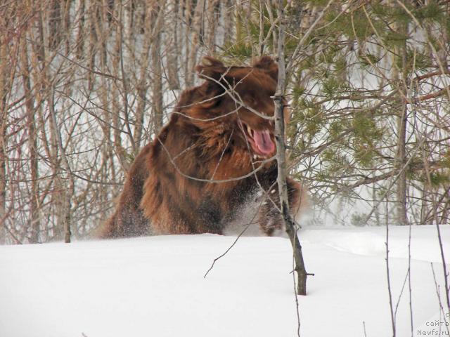Фото: ньюфаундленд Lesnaya Skazka Izol'da (Лесная Сказка Изольда)