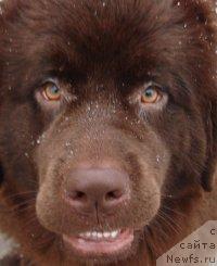 Фото: ньюфаундленд Ursula Fyemili Biar (Урсула Фэмили Биар)