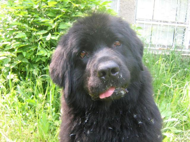 Фото: ньюфаундленд Jenev'ev Garni Ledyen (Женевьев Гарни Ледэн)