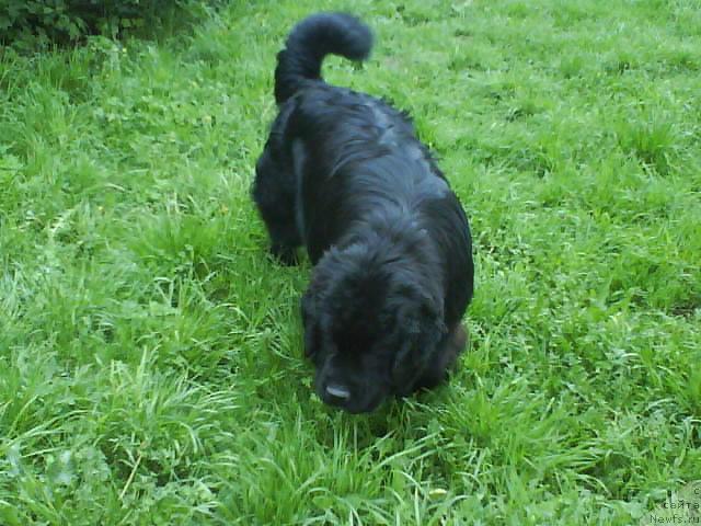 Фото: ньюфаундленд Potap Schezara (Потап Щезара)