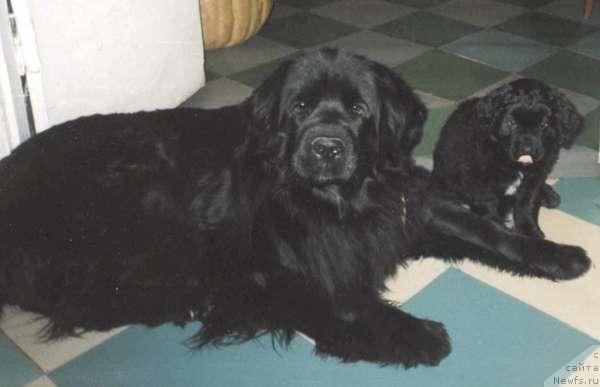 Фото: ньюфаундленд Barbariska ot Sibirskogo Medvedya (Барбариска от Сибирского Медведя)