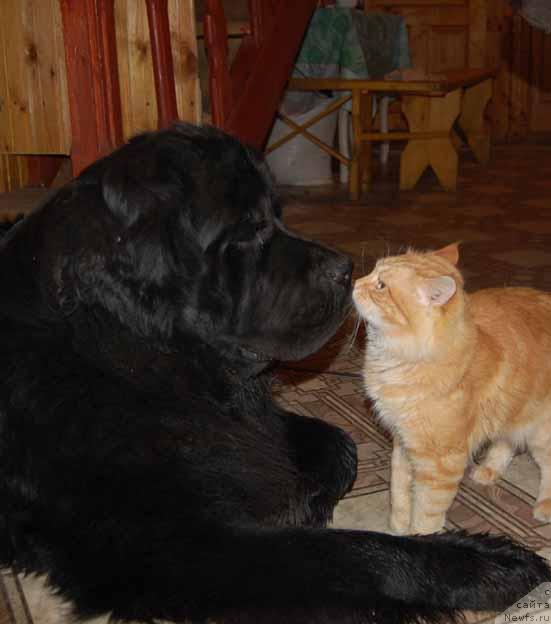 Фото: ньюфаундленд Sent Djons Orfey (Сент Джонс Орфей)