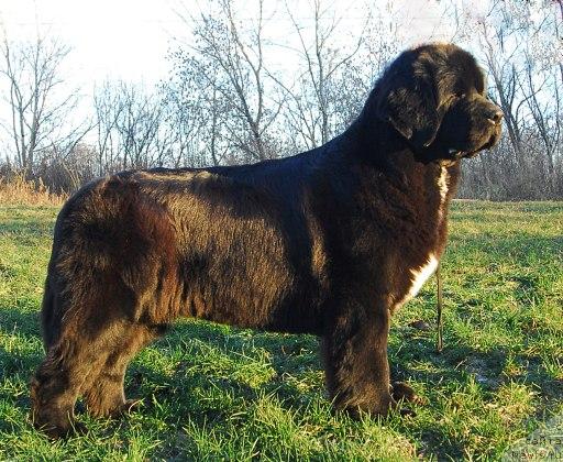 Фото: ньюфаундленд Sent Djons Zanna D'Ark (Сент Джонс Жанна Д'Арк)