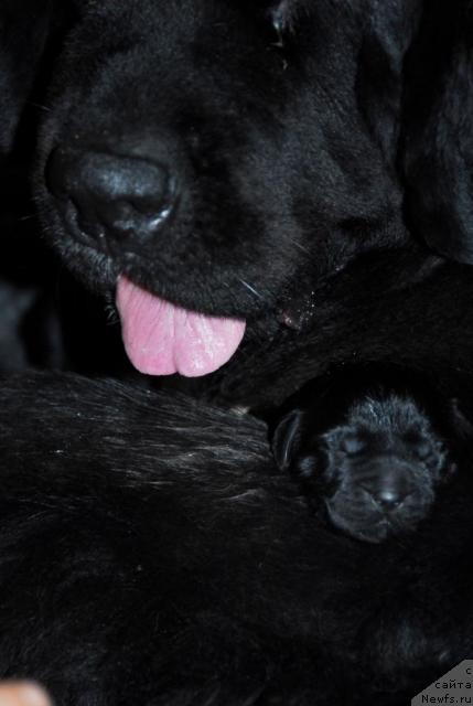 Фото: ньюфаундленд Sent Djons Zanna D'Ark (Сент Джонс Жанна Д'Арк)