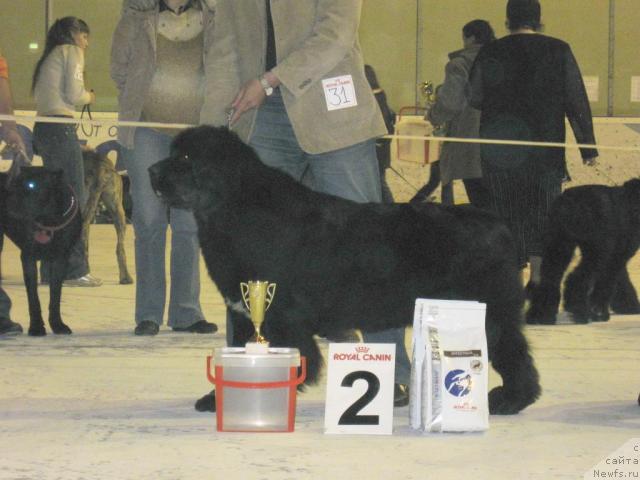 Фото: ньюфаундленд Butterfly from Giant's Island