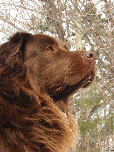 Фото: ньюфаундленд Lesnaya Skazka Izol'da (Лесная Сказка Изольда)