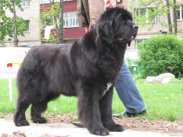 Фото: ньюфаундленд Butterfly from Giant's Island