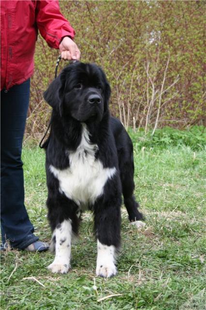 Фото: ньюфаундленд Pitern'yuf Jivanshi (Питерньюф Живанши)