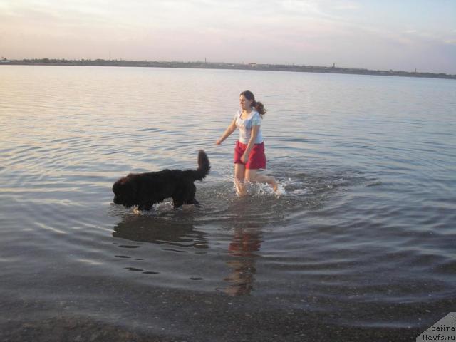 Фото: ньюфаундленд Ottava (Оттава)