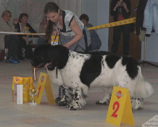 Фото: ньюфаундленд Super Bizon Argo (Супер Бизон Арго), ньюфаундленд Plyushevaya Panda La Bella (Плюшевая Панда Ла Белла)