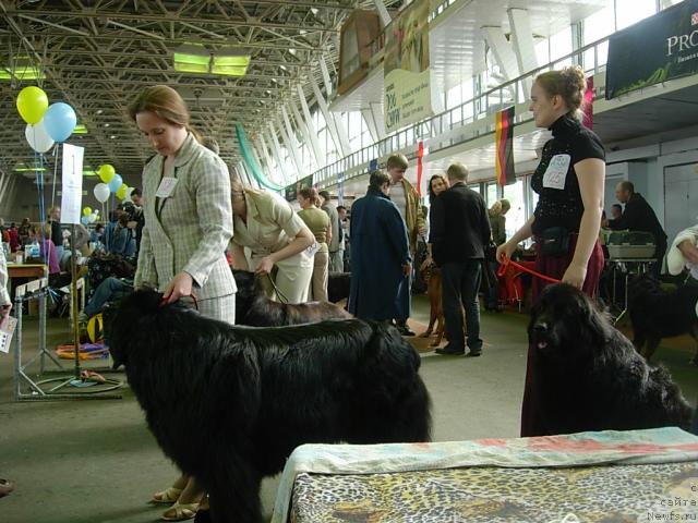 Фото: Nadejda Momot (Надежда Момот), ньюфаундленд Ygan s Toyanova Gorodka (Юган с Тоянова Городка), ньюфаундленд Val'kiriya Kalipsa (Валькирия Калипса), Diana Larina (Диана Ларина), ньюфаундленд Lesnaya Skazka Raskrasavica (Лесная Сказка Раскрасавица)