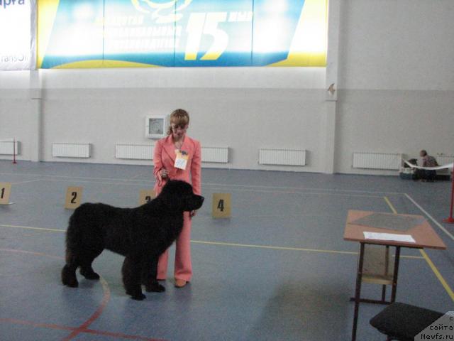 Фото: ньюфаундленд Dar Svezy Andegraund Shokolada (Дар Свезы Андеграунд Шоколада)