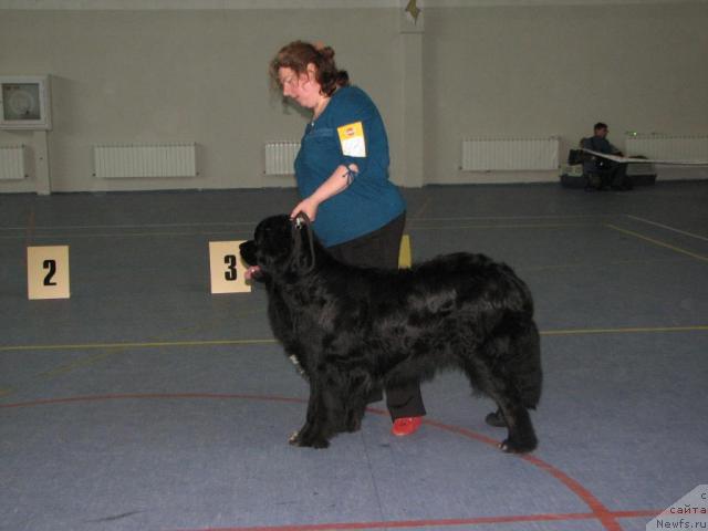 Фото: ньюфаундленд Mag Ispolin Il'ya Muromec (Маг Исполин Илья Муромец)