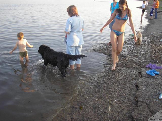 Фото: ньюфаундленд Ottava (Оттава)