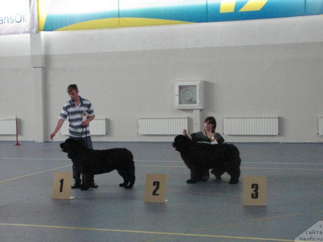 Фото: ньюфаундленд Rokot Volny Varga Kara Ayular (Рокот Волны Варга Кара Аюлар), Саша файзуллин, ньюфаундленд Dikaya Orchidea ot Sibirskogo Medvedja (Дикая Орхидея от Сибирского Медведя), Irina CHernikova (Ирина Черникова)