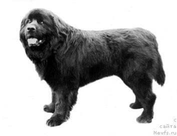 Фото: ньюфаундленд Jashot YUt Ta (Жашот Ют Та)