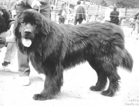 Фото: ньюфаундленд Corn Jashol'd (Цорн Жашольд)