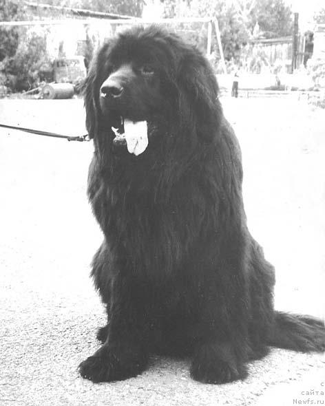 Фото: ньюфаундленд Rokki Janess (Рокки Жанесс)