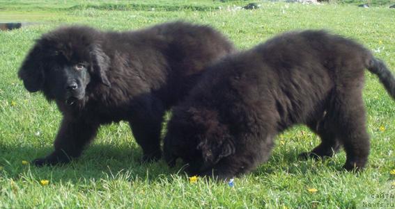 Фото: ньюфаундленд Laskovyiy Mishka (Ласковый Мишка), ньюфаундленд Lejebok Lui-Filipp (Лежебок Луи-Филипп)