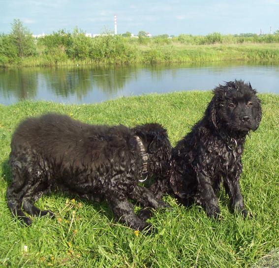 Фото: ньюфаундленд Lejebok Lui-Filipp (Лежебок Луи-Филипп), ньюфаундленд Laskovyiy Mishka (Ласковый Мишка)