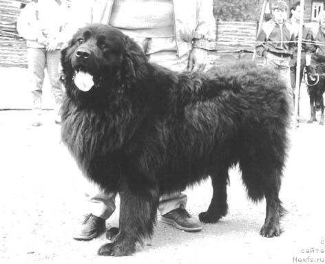 Фото: ньюфаундленд YEdmon Polonez of Layf Seyver (Эдмон Полонез оф Лайф Сейвер)