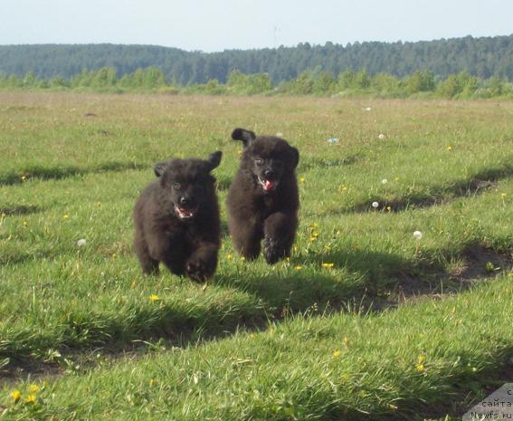 Фото: ньюфаундленд Laskovyiy Mishka (Ласковый Мишка), ньюфаундленд Lejebok Lui-Filipp (Лежебок Луи-Филипп)