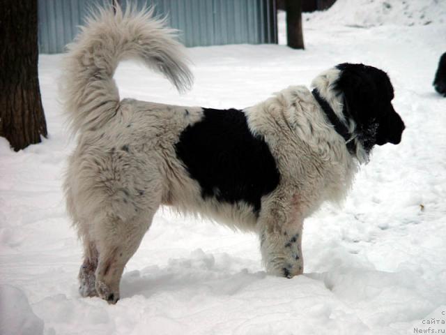 Фото: ньюфаундленд Atilla (Атилла)