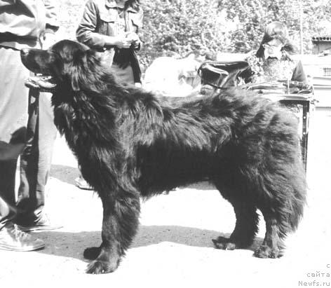 Фото: ньюфаундленд Freddi Hidgel (Фредди Хидгел)