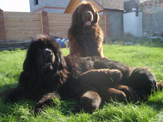 Фото: ньюфаундленд Rafayella Brillians CHernaya Jemchujina (Рафаэлла Бриллианс Черная Жемчужина), и, ньюфаундленд Super Premium Brabus (Супер Премиум Брабус), и дети в 17 дней.