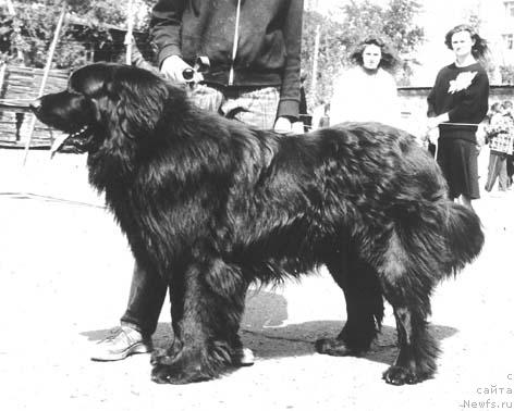 Фото: ньюфаундленд YAnis Deness of Layf Seyver (Янис Денесс оф Лайф Сейвер)