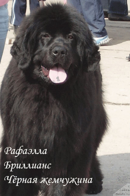 Фото: ньюфаундленд Rafayella Brillians CHernaya Jemchujina (Рафаэлла Бриллианс Черная Жемчужина)