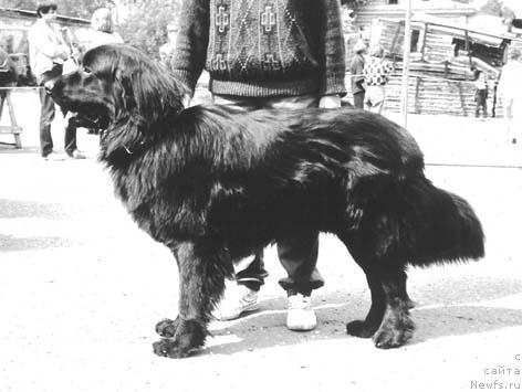 Фото: ньюфаундленд YAnush Deness of Layf Seyver (Януш Денесс оф Лайф Сейвер)