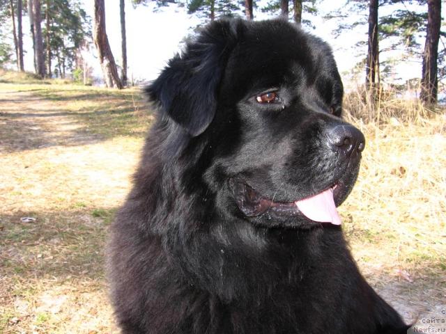 Фото: ньюфаундленд Laert Big Friend (Лаэрт Биг Френд)