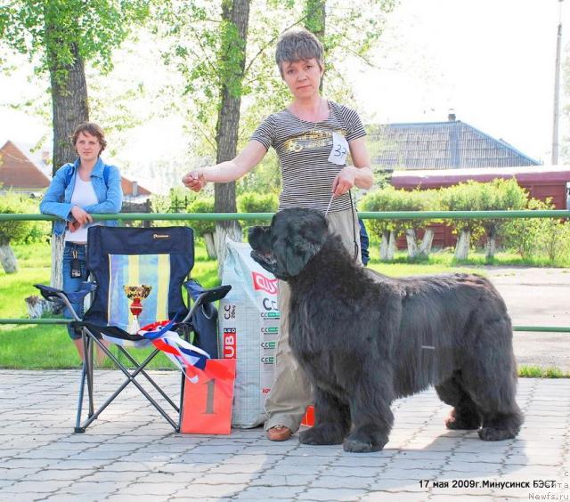 Фото: ньюфаундленд Yunspotid Hay iz Medvejyego Yara (Юнспотид Хай Из Медвежьего Яра), Elena Kropotova (Елена Кропотова)