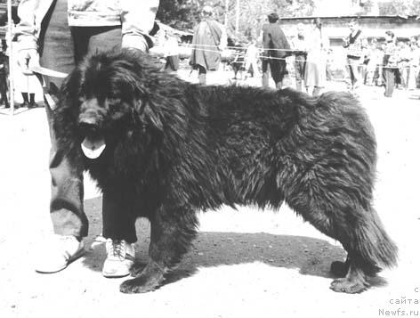 Фото: ньюфаундленд Akbar Ion of Layf Seyver (Акбар Ион оф Лайф Сейвер)