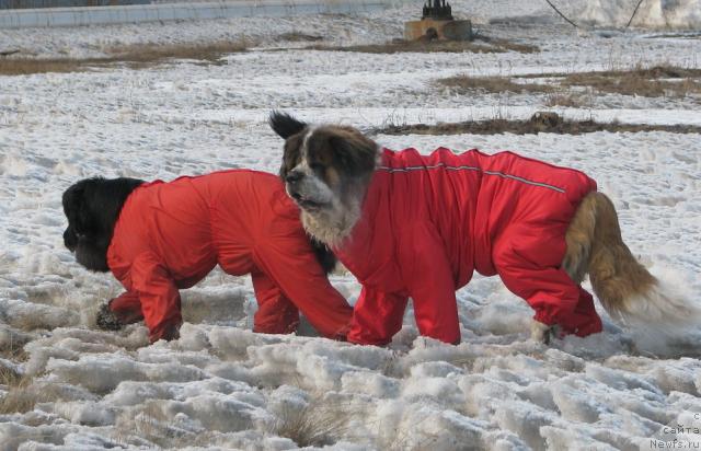 Фото: ньюфаундленд Zhasmine Severny Caprice iz Medvejyego Yara (Жасмин Северный Каприз из Медвежьего Яра)