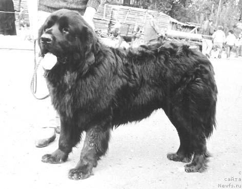 Фото: ньюфаундленд Fyendi Faor (Фэнди Фаор)