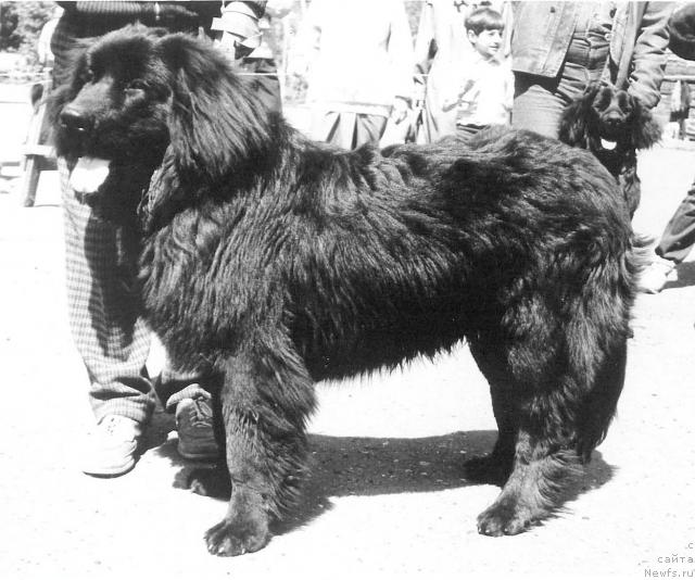 Фото: ньюфаундленд El'nar Djelor of Layf Seyver (Ельнар Джелор оф Лайф Сейвер)